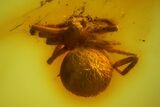 Fossil Ant (Formicidae) and a Spider (Araneae) In Baltic Amber #173658-2